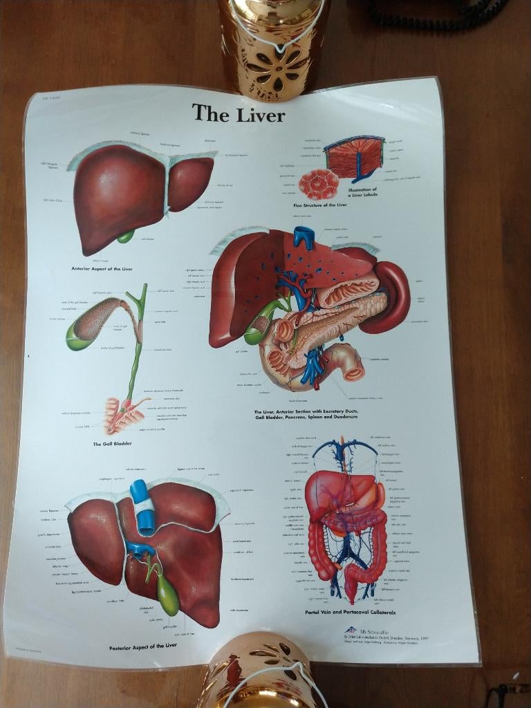 Medische Poster Mens - anatomie Lever 67x50cm, Rechthoekig Staand, Ophalen of Verzenden, Zo goed als nieuw, A1 t/m A3