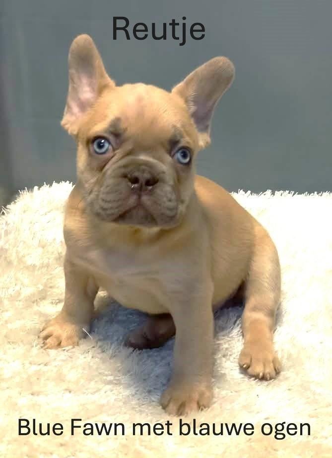 Franse Bulldog Pups Merle/Beige/Red Fawn/Blue Fawn, Parvo, 8 tot 15 weken, Bulldog, Meerdere