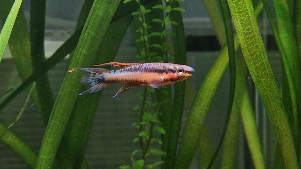 Killivissen, aphyosemions, Dieren en Toebehoren, Vissen | Aquariumvissen, Vis