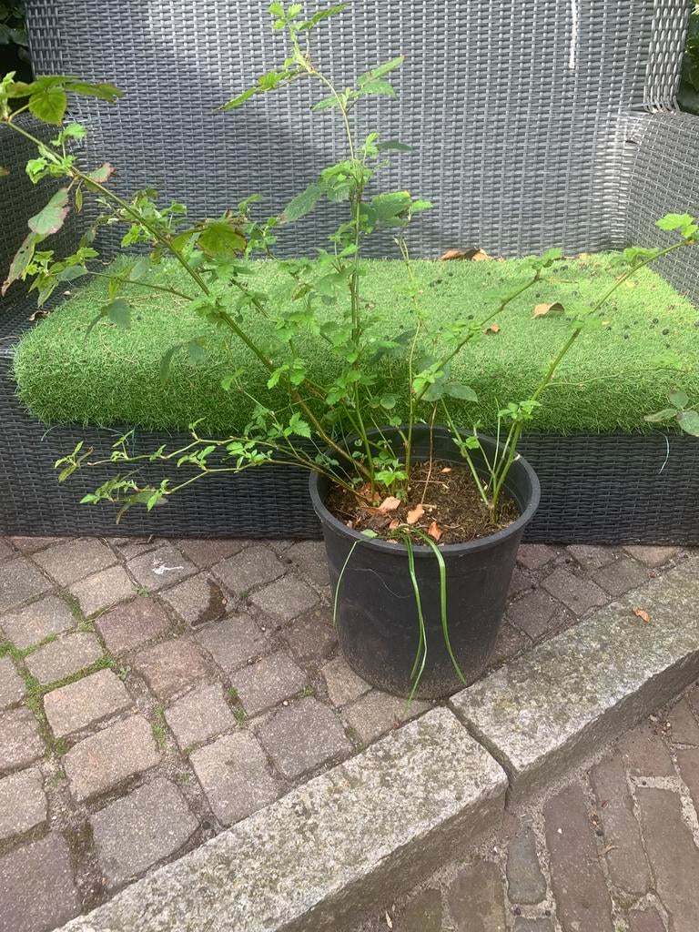2 grote tamme bramenplanten in grote pot, Tuin en Terras, Ophalen of Verzenden, Overige soorten, Volle zon