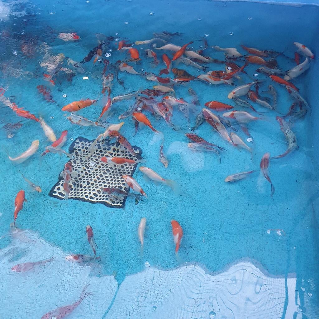 Beide paasdagen geopend shubunkin diverse maten, Overige soorten