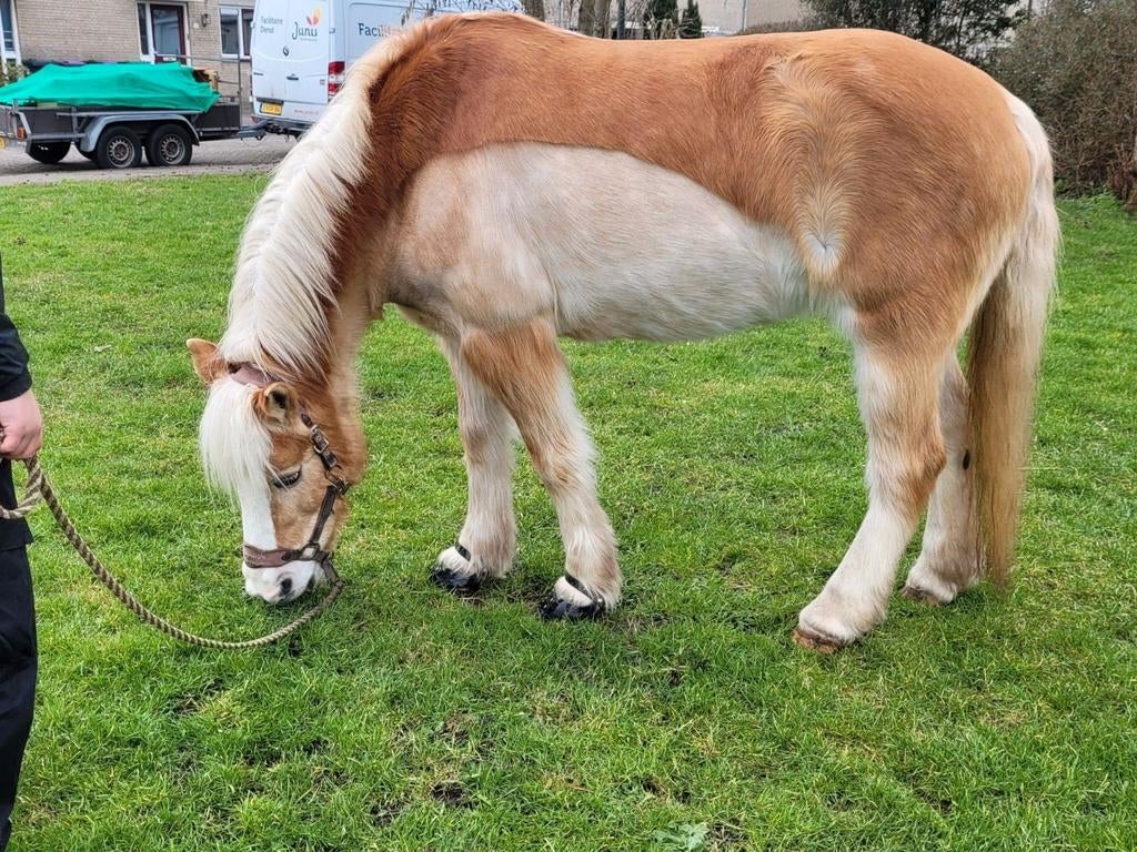 Verzorgster gezocht voor super leuke haflinger merrie!