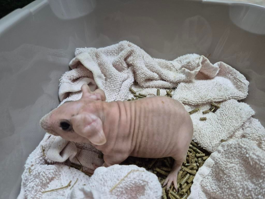 Super knap jong dalmatiner skinny cavia beertje, Mannelijk, Tam, Maart, Cavia