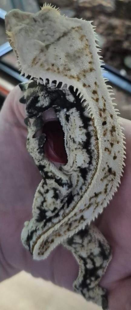 Wimpergekko- crested gecko- wimper gekko Crested Gecko - unknown for sale from MiSa