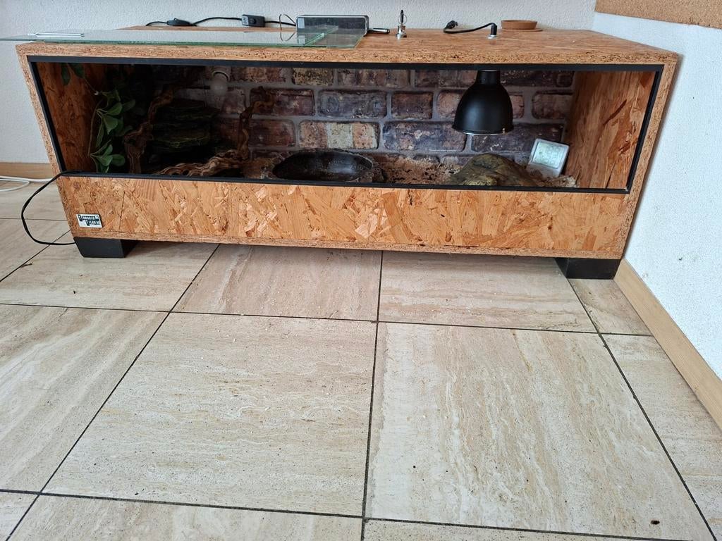 Koningspython Ball Python - female for sale from Jeroen