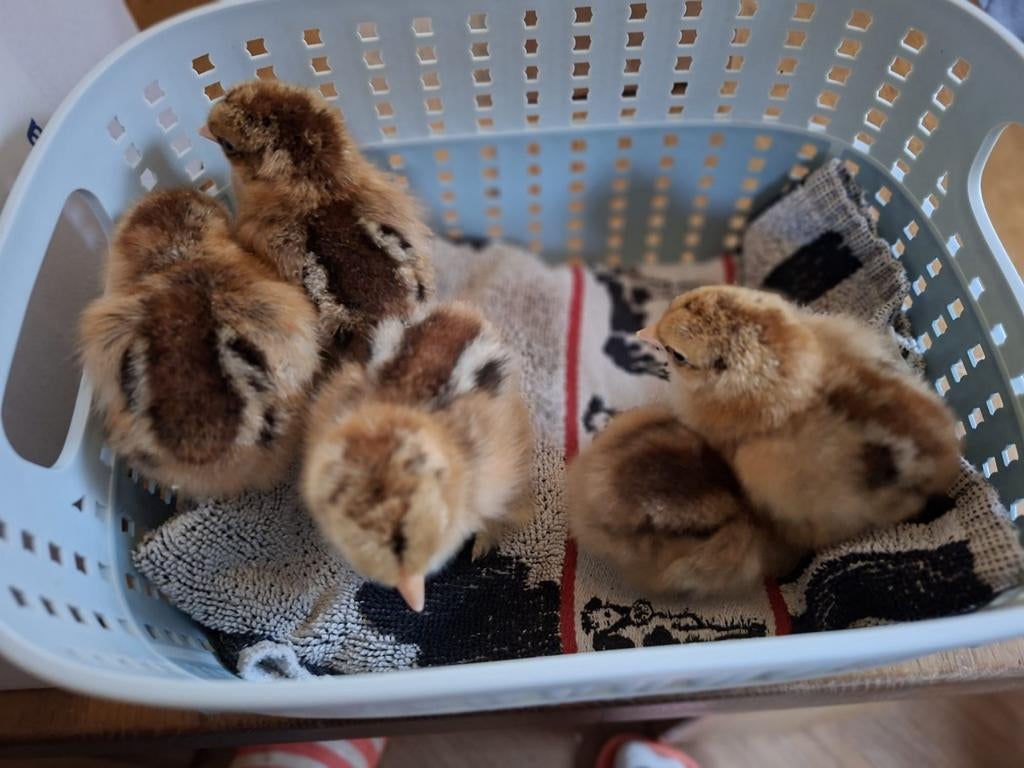 Kuikens brahma kriel meerzomig patrijs