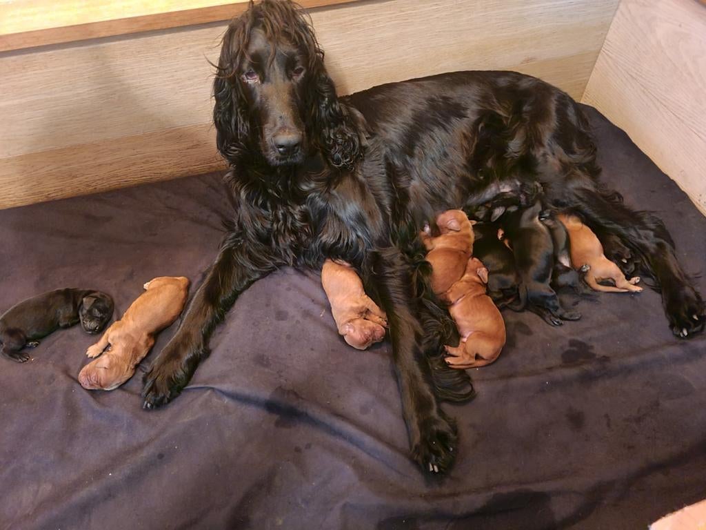 Ierse Setter pups, 8 tot 15 weken, Meerdere, Meerdere dieren, Setter