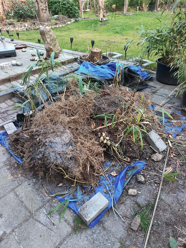 Bamboe (woekerende soort), Ophalen, Bloeit niet, Halfschaduw, Overige soorten