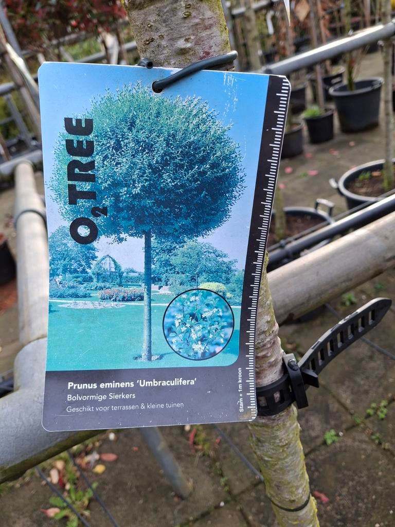 4 Bolprunussen - Prunus eminens 'Umbraculifera', Ophalen of Verzenden, Lente, 100 tot 250 cm, Volle zon