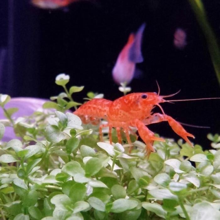 Cambarellus patzcuarensis, Vis