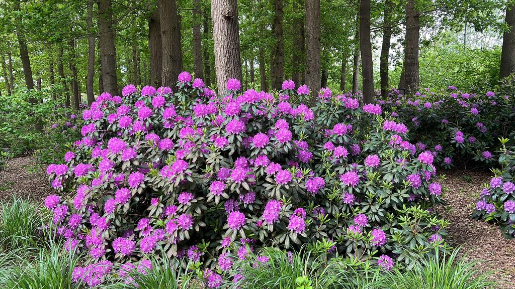 Rhododendrons uit vruchtbare bosgrond, Ophalen, Minder dan 100 cm