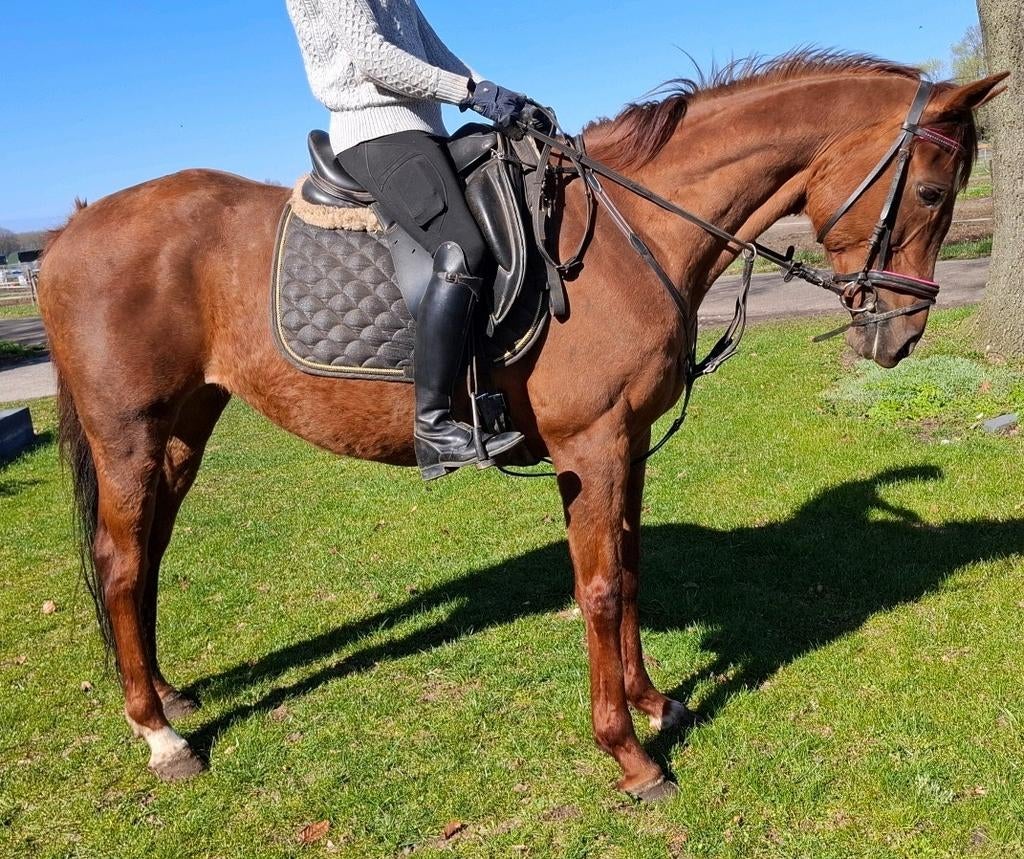 Brave talentvolle 10 jr E pony 1,56(recreatie-manege-sport), 7 tot 10 jaar, Recreatiepony, Merrie, E pony (1.48m - 1.57m)