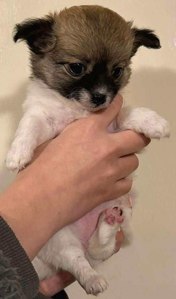Lieve eigenwijze chihuahua pups, Dieren en Toebehoren, Parvo, 8 tot 15 weken, Meerdere, Meerdere dieren