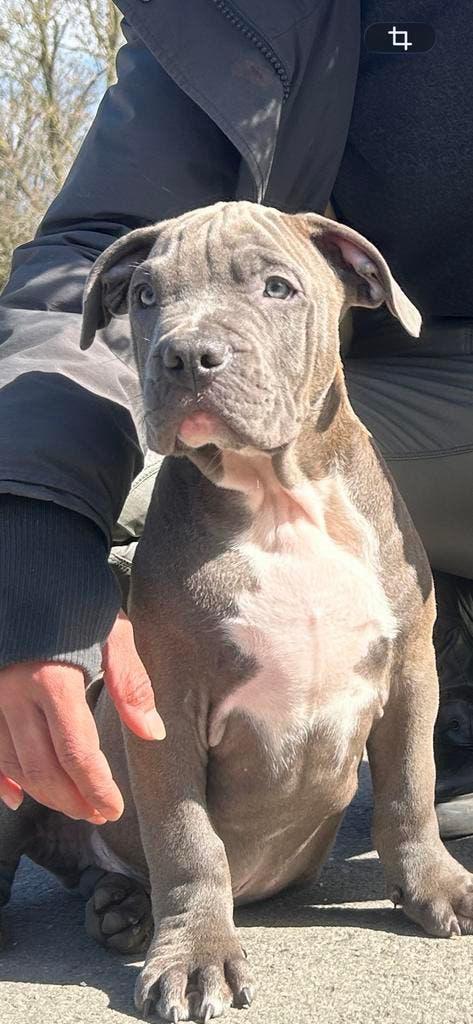 Bully xl puppies met paspoort en stamboom, Parvo, Overige rassen, 8 tot 15 weken, Meerdere