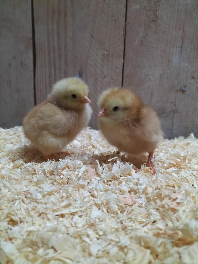 bruine legkip kuikens hennen, Dieren en Toebehoren, Pluimvee, Vrouwelijk, Kip