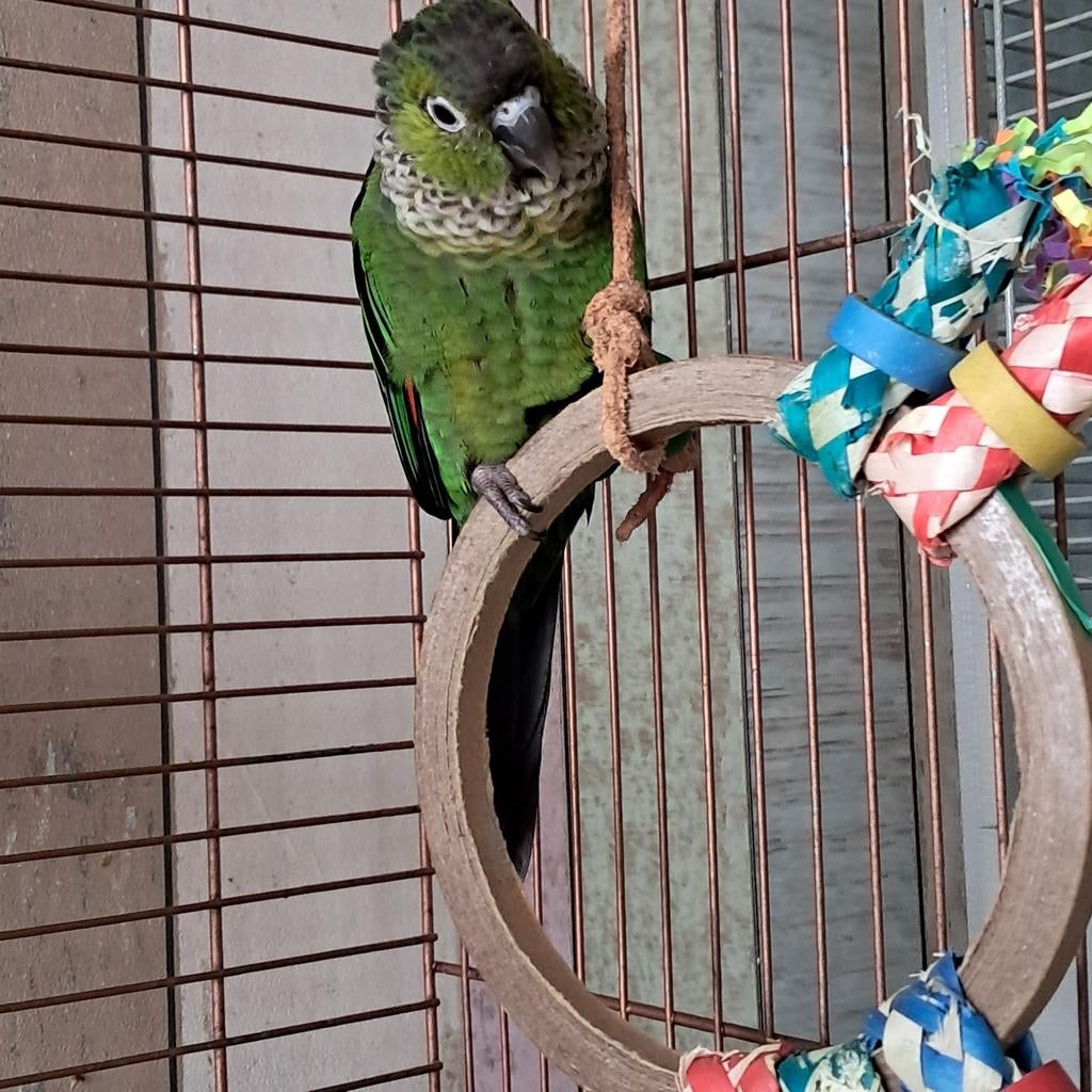 Mooie jonge Pyrrhura Rupicola met certificaat 3 maanden oud, Dieren en Toebehoren, Vrouwelijk, Parkiet, Geringd