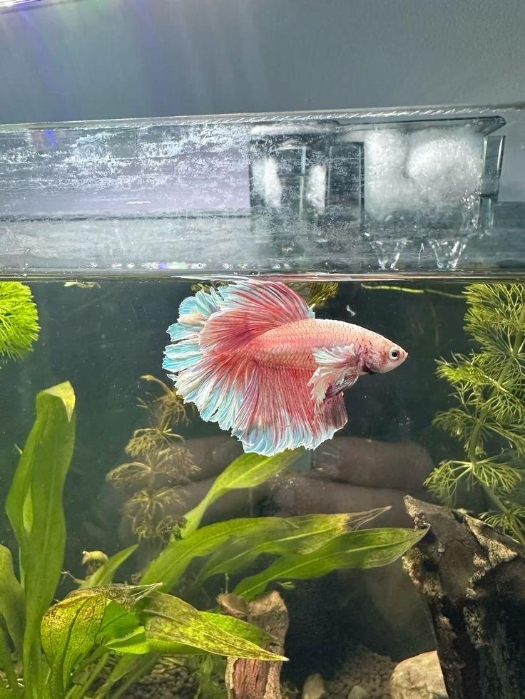 BETTA VIS GEZOCHT!, Vis