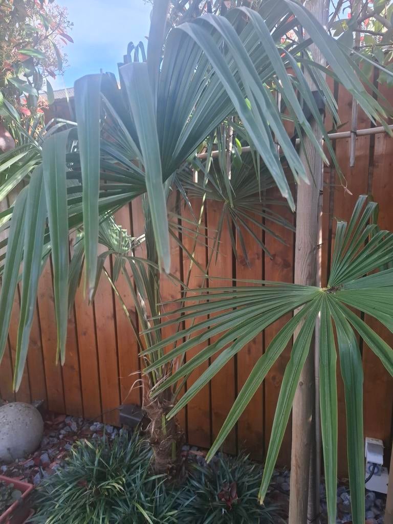 Palmen, Ophalen of Verzenden, Overige soorten, Volle zon