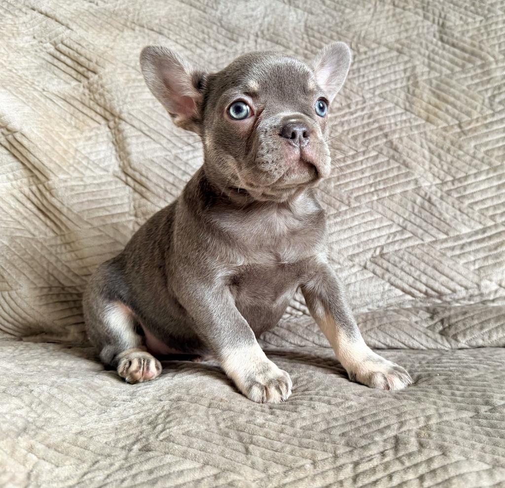 Franse bulldog pups uit geteste ouders, Parvo, 8 tot 15 weken, Bulldog, Meerdere