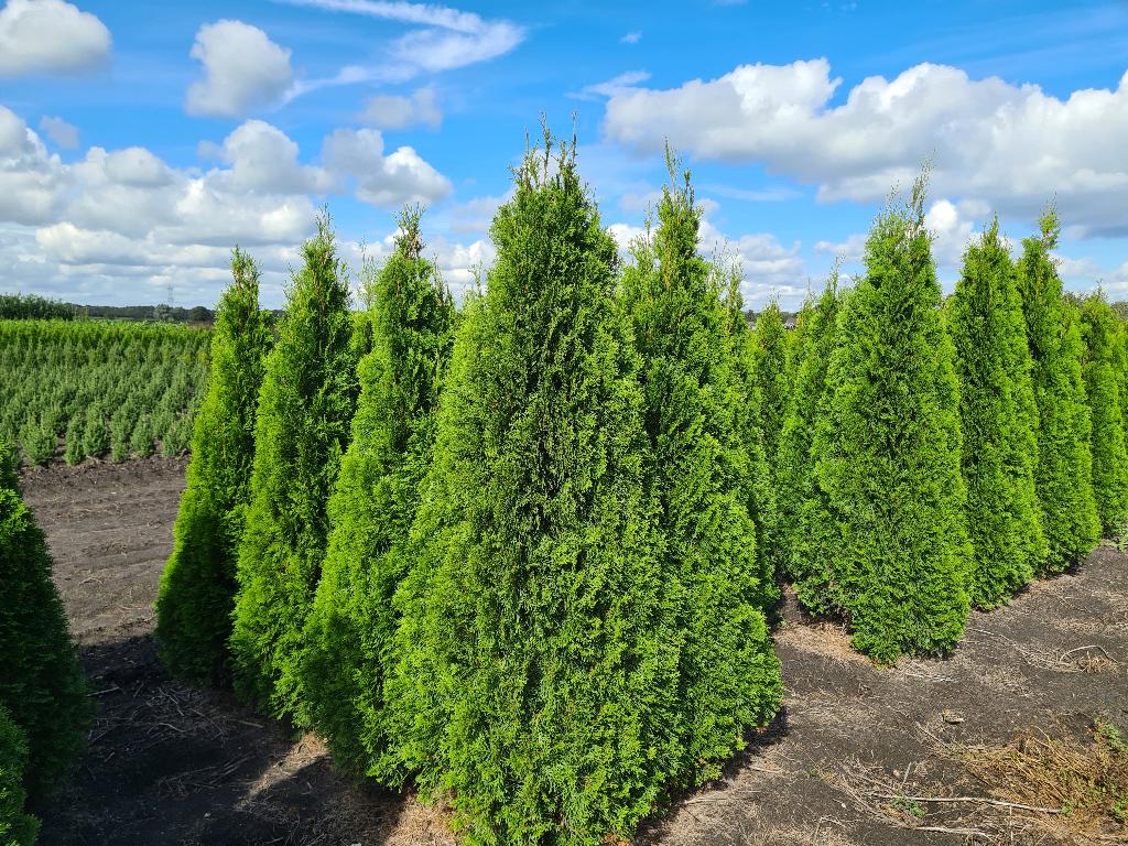 Thuja Smaragd coniferen ca. 160-180 cm., Ophalen of Verzenden, Conifeer, 100 tot 250 cm