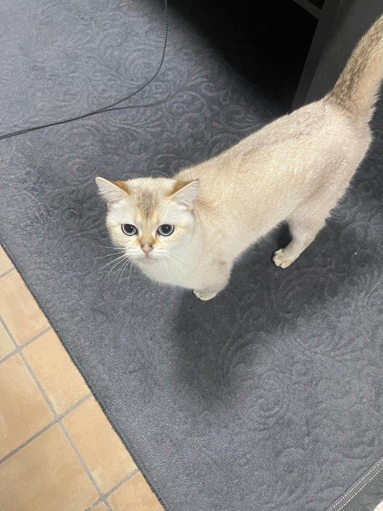 Blue Point poesje, Dieren en Toebehoren, Poes, Ontwormd, 0 tot 2 jaar