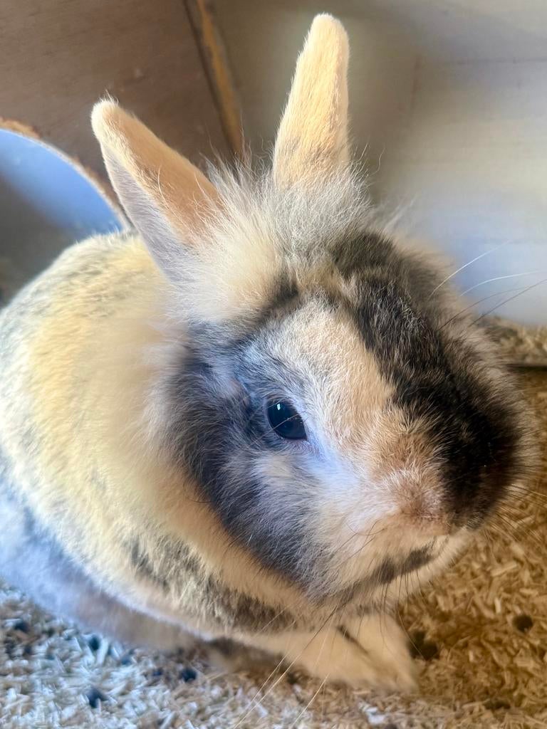 Konijn mannetje, Dieren en Toebehoren, Konijnen, Middelgroot, Mannelijk, 0 tot 2 jaar