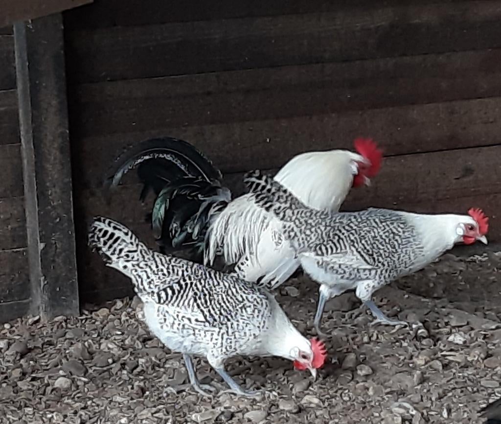 Kippen;Serama-Wyandotte-Leghorn-Baardkrielen-Leghennen-ect., Dieren en Toebehoren, Pluimvee, Meerdere dieren, Kip