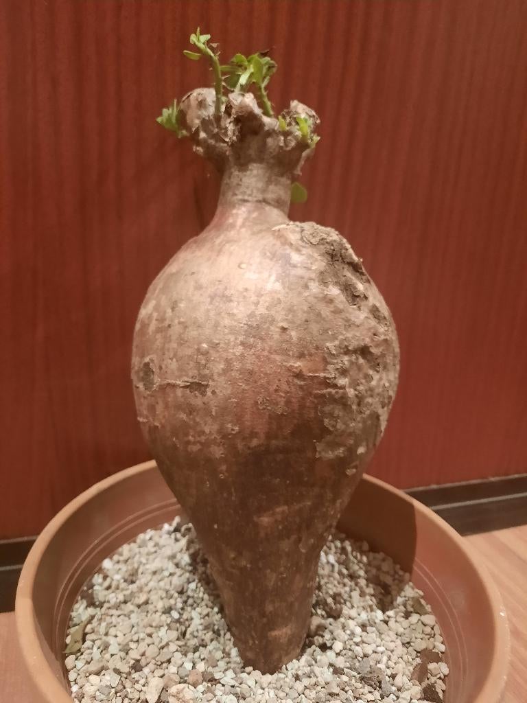 Pachypodium bispinosum XXL, big caudex, succulent, plant, Verzenden, Halfschaduw, Minder dan 100 cm