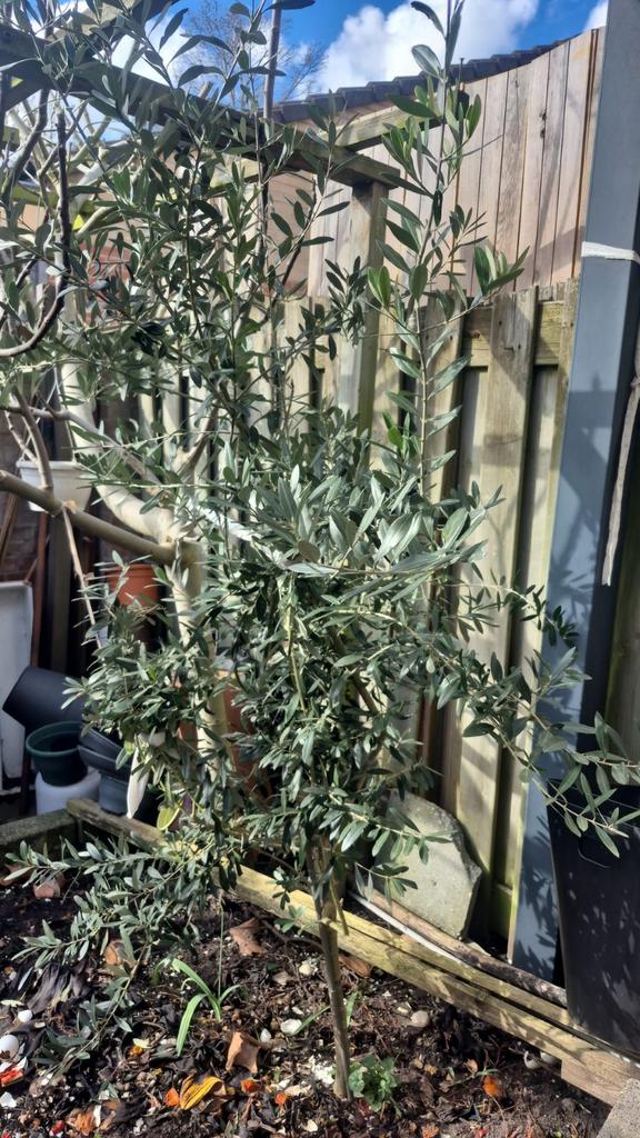 Olijf boom, Ophalen, Minder dan 100 cm, Overige soorten, Zomer