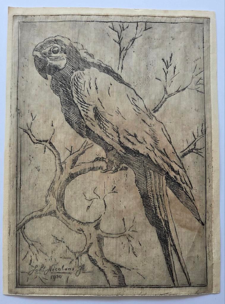 Joh. Nicolaas Jr. Papagaai. Ets., Ophalen of Verzenden