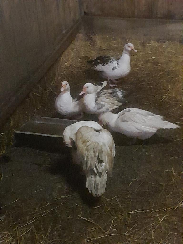 Kaaps eenden broedeieren, Dieren en Toebehoren, Pluimvee, Geslacht onbekend, Eend