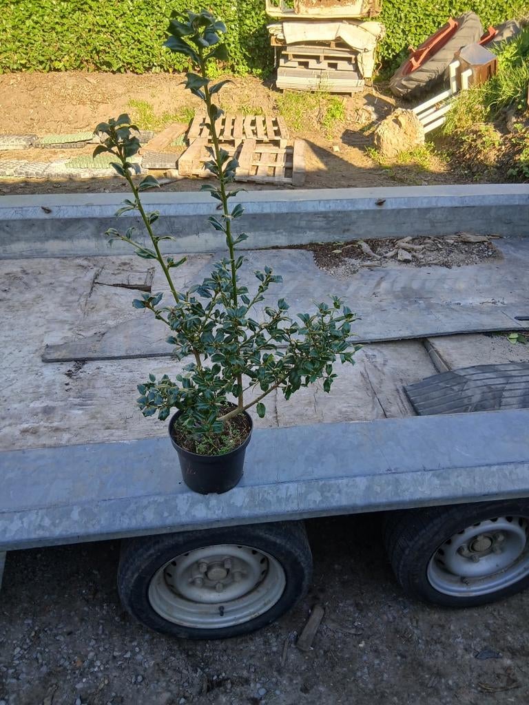 PROMOTIE. Hulst plantjes, Ophalen of Verzenden, Minder dan 100 cm