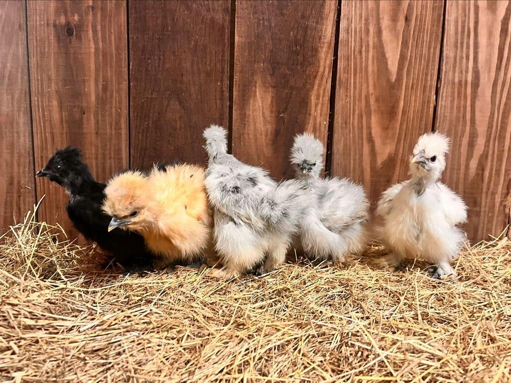 Zijdehoender hennen usa en Europese kriel zijdehoenders, Vrouwelijk, Kip