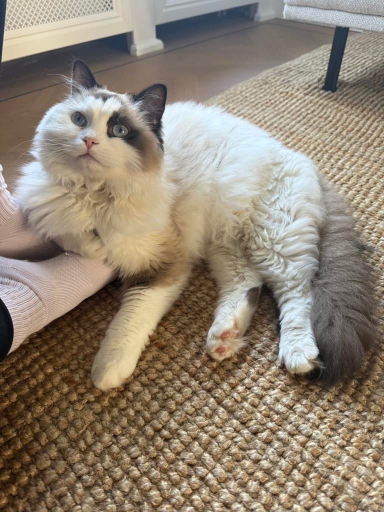 Ragdoll kater, Dieren en Toebehoren, Katten en Kittens | Raskatten | Langhaar, Kater, 0 tot 2 jaar, Gechipt, Ontwormd, Ingeënt