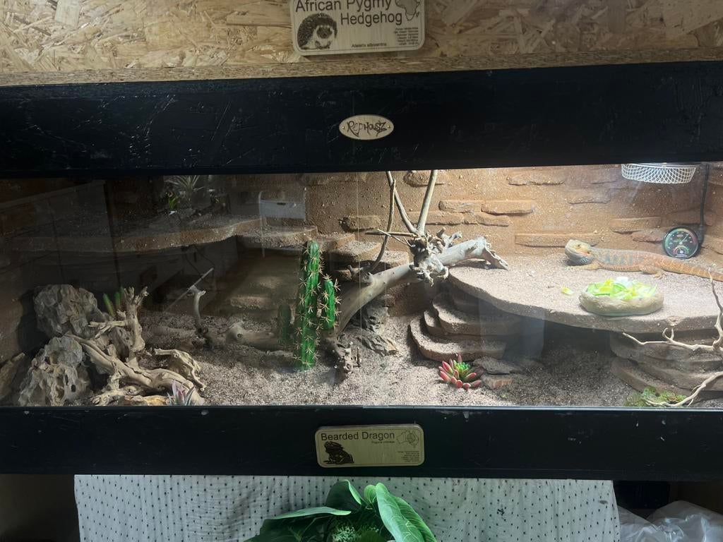 Baardagaam inclusief terrarium, Dieren en Toebehoren, Reptielen en Amfibieën | Toebehoren, Ophalen, Zo goed als nieuw