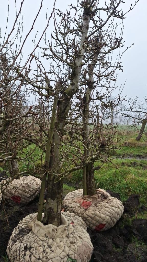 Oude perenbomen Doyenne du comice handpeer, Ophalen, 100 tot 250 cm, Perenboom, Lente