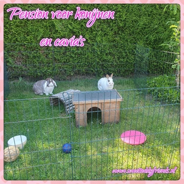 Pension voor konijnen en cavia's, Dieren en Toebehoren, Konijnen, Meerdere dieren, Dwerg