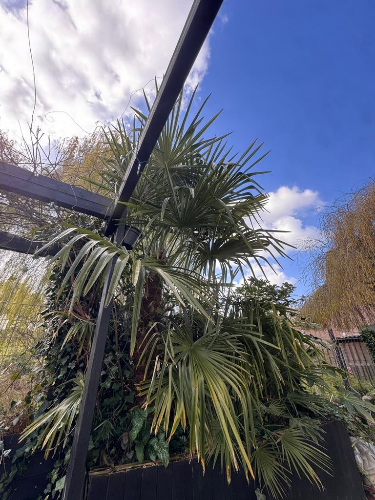 Trachycarpus Fortunei, 200cm+, 40-60cm stam, Ophalen, Gehele jaar, Halfschaduw