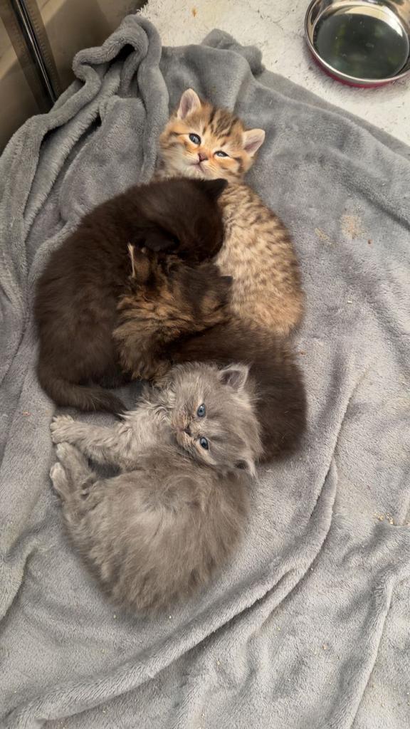 Britse korthaar kittens, Meerdere dieren, Ontwormd, 0 tot 2 jaar