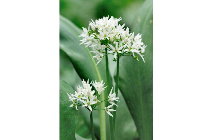Daslook (Allium ursinum) - Inheemse knoflook - ecologisch, Tuin en Terras, Overige soorten, Vaste plant, Ophalen of Verzenden