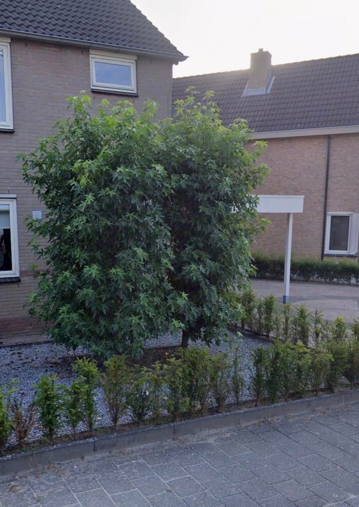 2 st. Zuilamberboom, Volle zon, Vaste plant, Bloeit niet, Ophalen