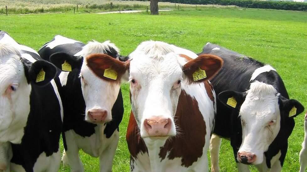 Gezocht jongvee, Mannelijk