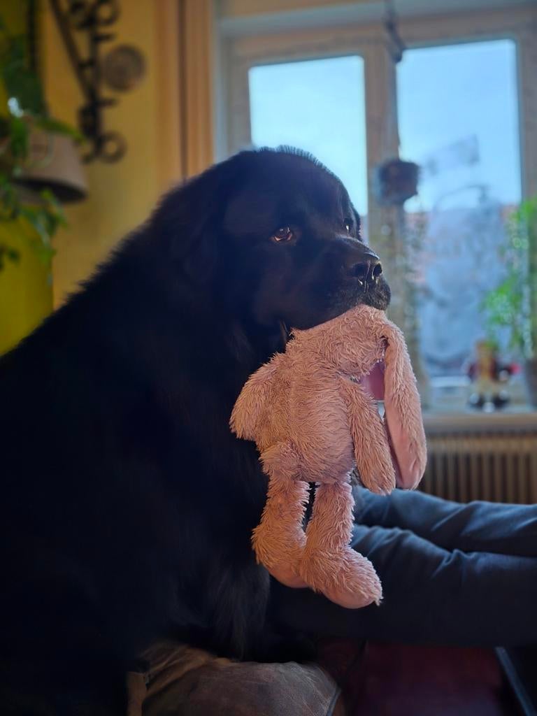 Prachtige newfoundlander, new foundlander ( niet te koop), Dieren en Toebehoren, Eén hond, 3 tot 5 jaar, Nederland, Particulier