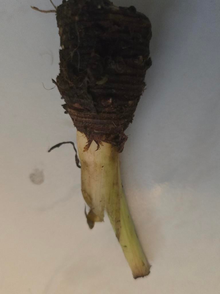 Tayerblad knollen te koop! (Boterblad), Ophalen of Verzenden, Voorjaar, Halfschaduw, Knol