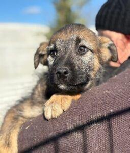 Brian, Dieren en Toebehoren, Honden | Niet-rashonden, 15 weken tot 1 jaar, Buitenland, Parvo, Eén hond