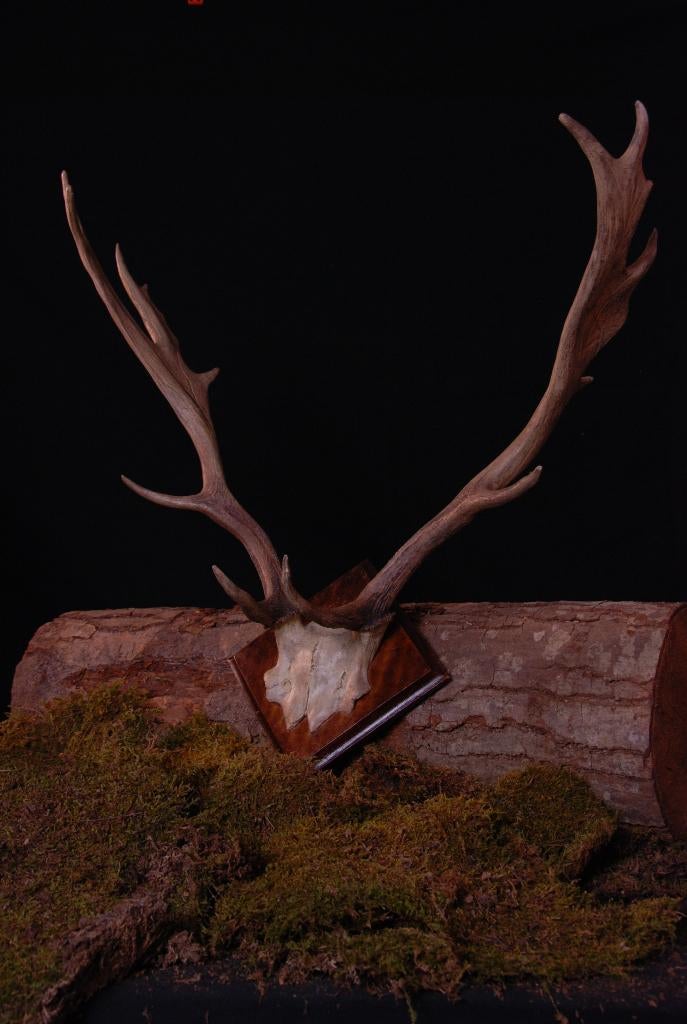 Gewei damhert, Verzamelen, Dierenverzamelingen, Ophalen of Verzenden, Nieuw, Hert, Gewei of Kop