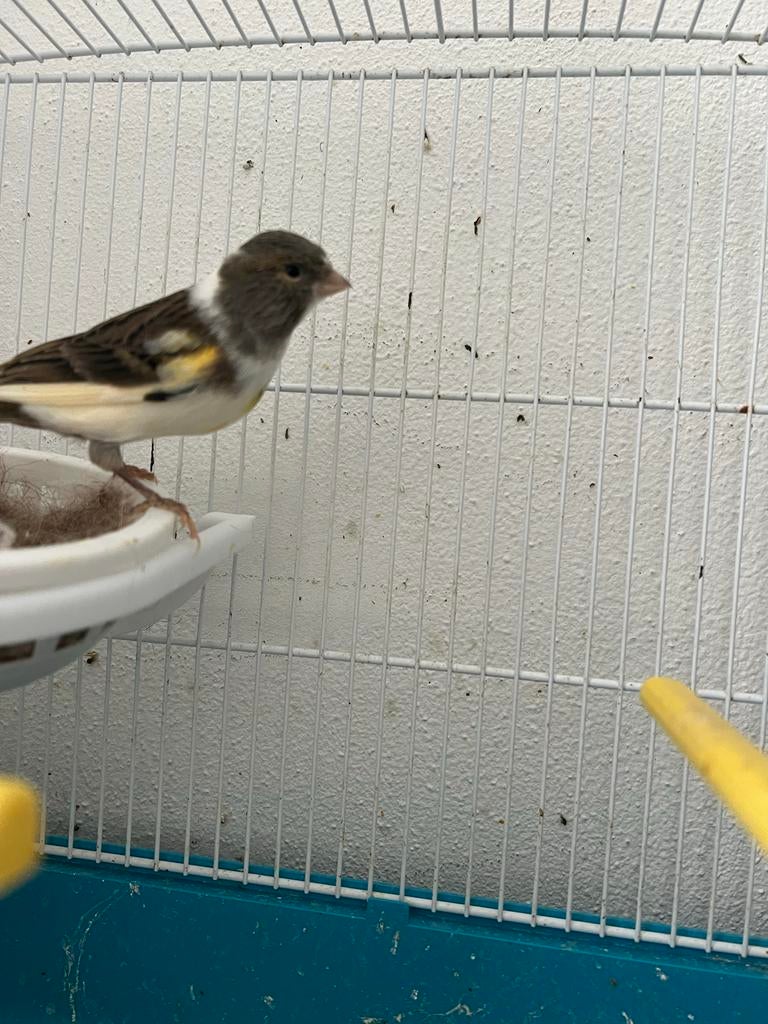 Kanaries te koop  Mooie kleuren      ., Dieren en Toebehoren, Vogels | Kanaries, Meerdere dieren, Kleurkanarie