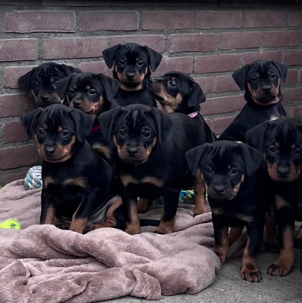 Carlin Pinscher pups, Parvo, 8 tot 15 weken, Meerdere, Meerdere dieren
