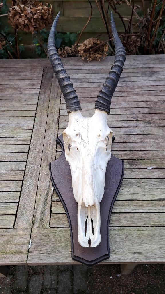 gewei geweien hoorn schedel, Ophalen of Verzenden, Zo goed als nieuw, Overige soorten, Gewei of Kop