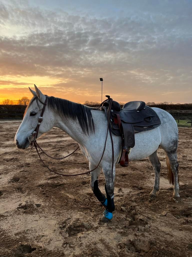 Quarter Paint Horse te koop 1.47m, Dieren en Toebehoren, Ophalen, Zo goed als nieuw